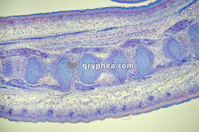 Queue embryon de Souris CL x25 - gryphea.com